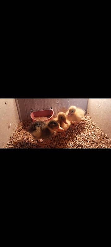 duck chicks available for sale 03096360200 0