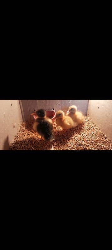 duck chicks available for sale 03096360200 1