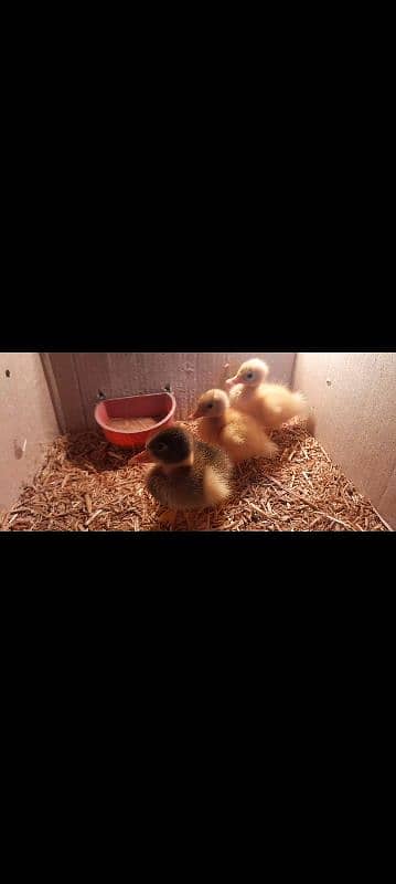 duck chicks available for sale 03096360200 2