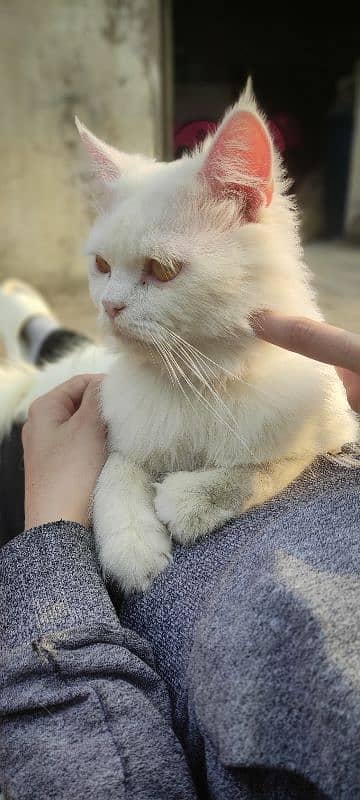 fully vaccinated Persian white male cat 0