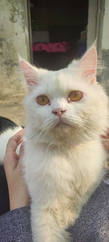 fully vaccinated Persian white male cat 1