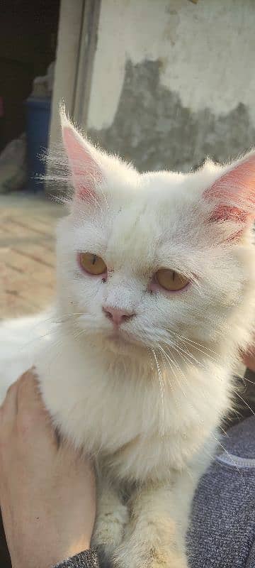 fully vaccinated Persian white male cat 2