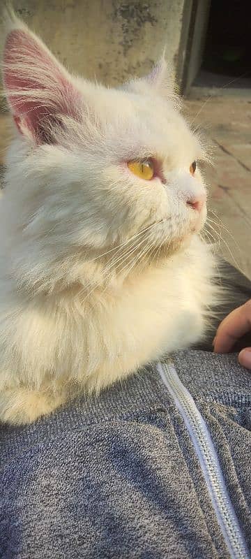 fully vaccinated Persian white male cat 3