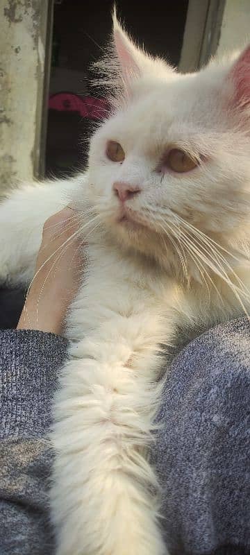 fully vaccinated Persian white male cat 4