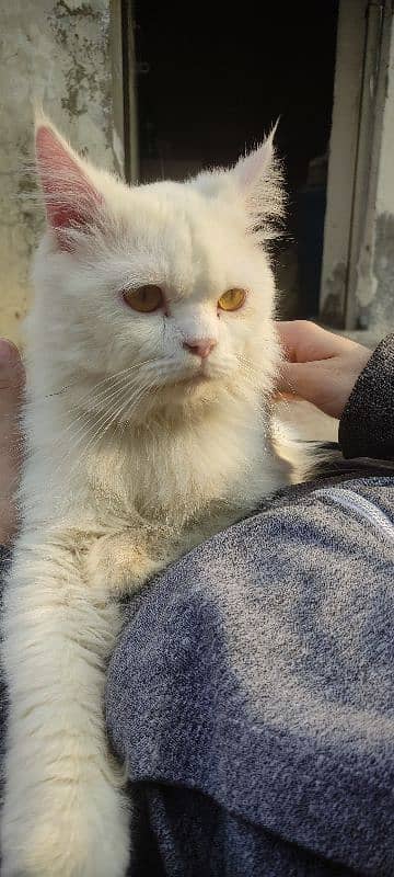 fully vaccinated Persian white male cat 5