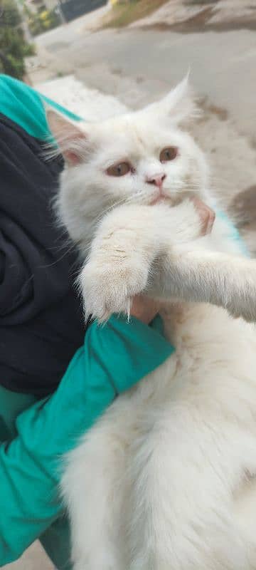 fully vaccinated Persian white male cat 7