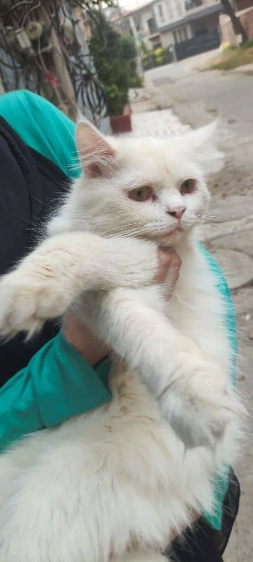 fully vaccinated Persian white male cat 8