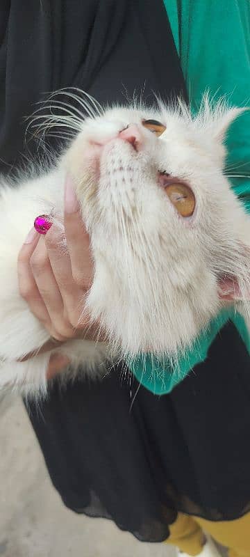 fully vaccinated Persian white male cat 9