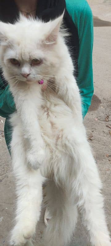 fully vaccinated Persian white male cat 10