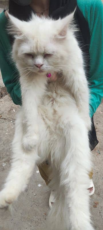 fully vaccinated Persian white male cat 11