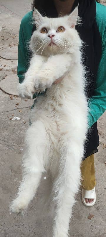 fully vaccinated Persian white male cat 13