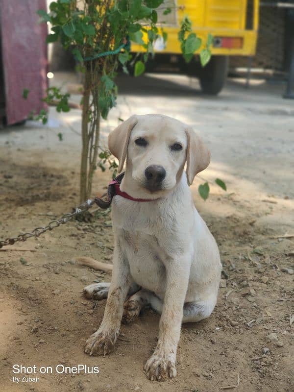 Lebra Female available 6 months 0