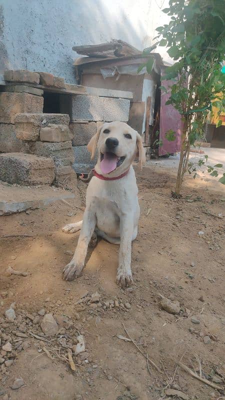 Lebra Female available 6 months 1