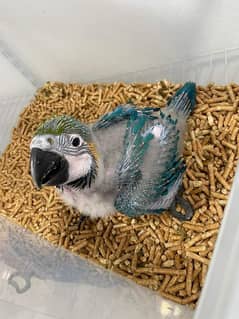 macaw parrots chicks 03225272996