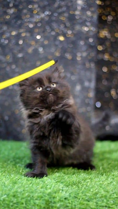 Female kitten - black kitten - persian baby - Tripple Coted 0