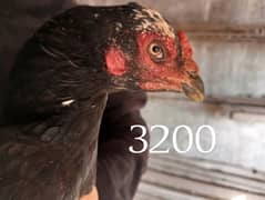 aseel hens shamo cross for sale