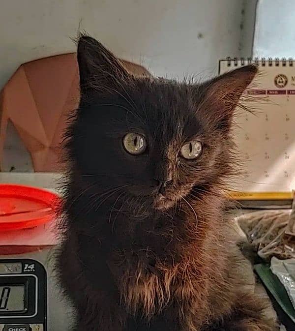 Persian black cat for sale very friendly 0