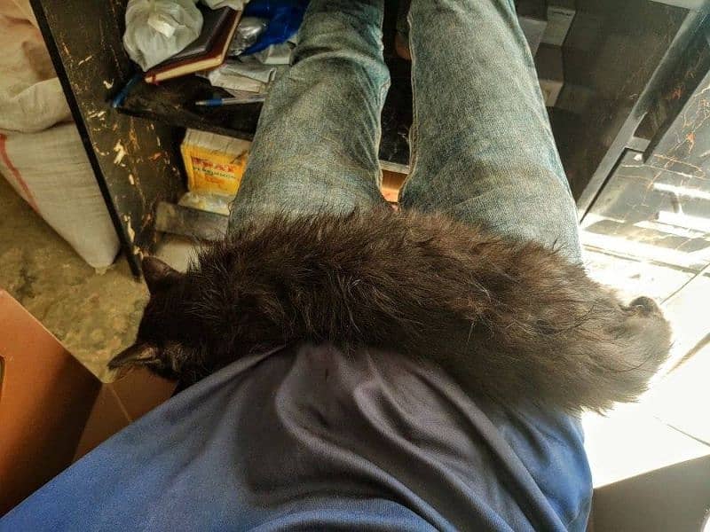 Persian black cat for sale very friendly 2