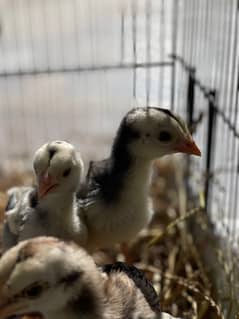 Aseel female with 5 chicks