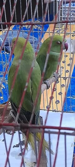 Green Ring Neck Parrot