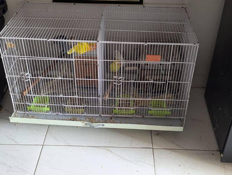 love birds set up and pineapple conure pair yellow side conure pair 2