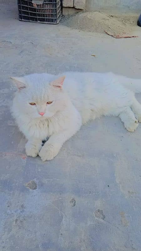 White parsian Cat Male Almost Triple coated Dol Face Cont 03025316151 0