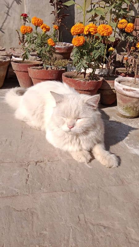 White parsian Cat Male Almost Triple coated Dol Face Cont 03025316151 1