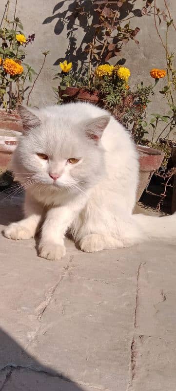 White parsian Cat Male Almost Triple coated Dol Face Cont 03025316151 2