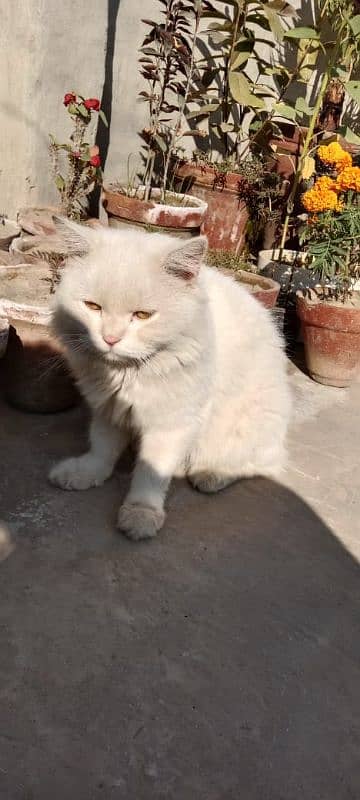 White parsian Cat Male Almost Triple coated Dol Face Cont 03025316151 3