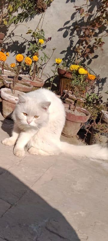 White parsian Cat Male Almost Triple coated Dol Face Cont 03025316151 4