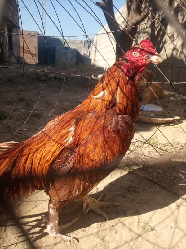 Aseel mianwali cock 1