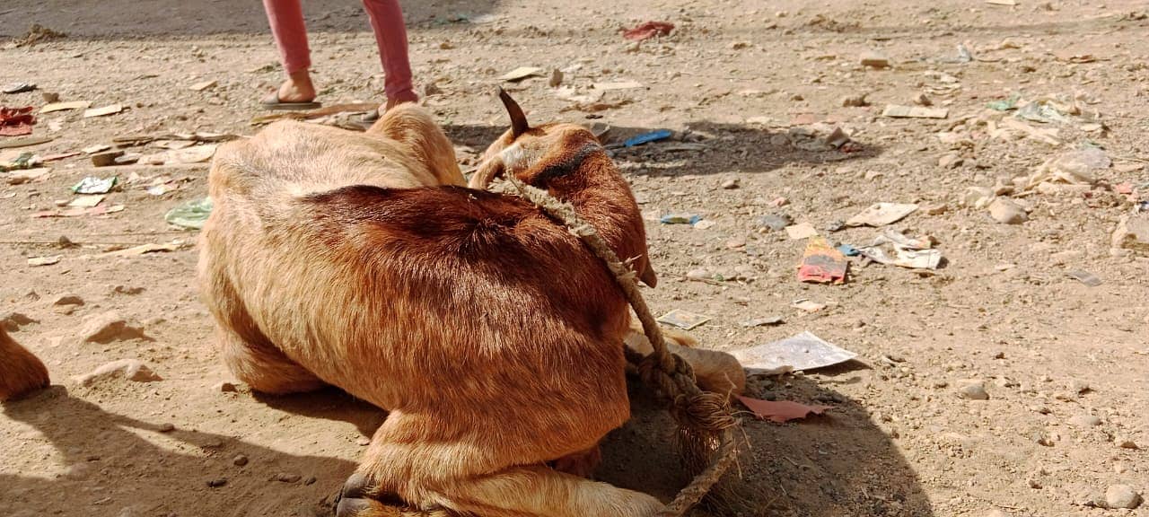 Golabi bakra or Tedi bakri with 1 male kid 0