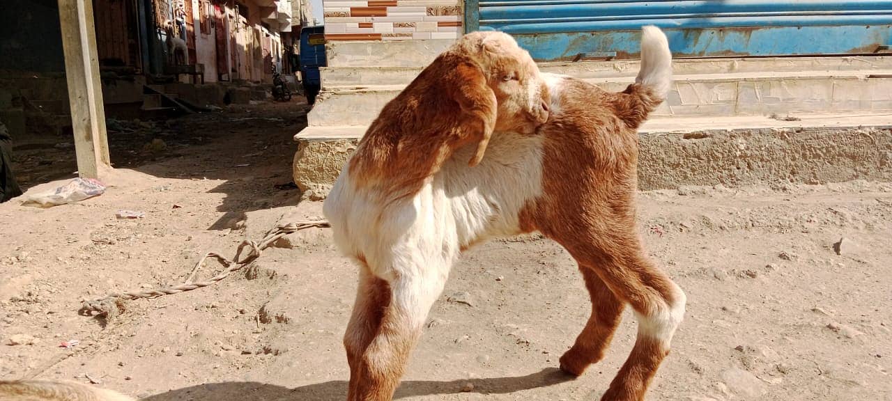 Golabi bakra or Tedi bakri with 1 male kid 1