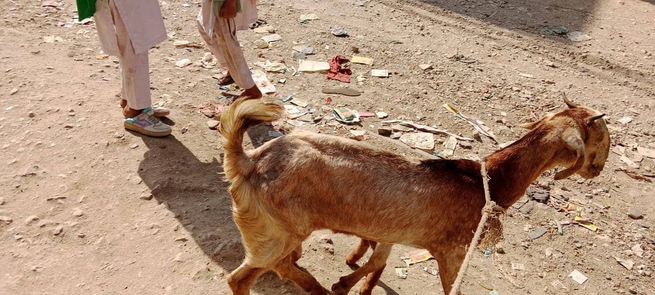 Golabi bakra or Tedi bakri with 1 male kid 2