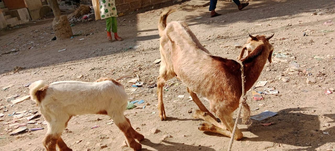 Golabi bakra or Tedi bakri with 1 male kid 3