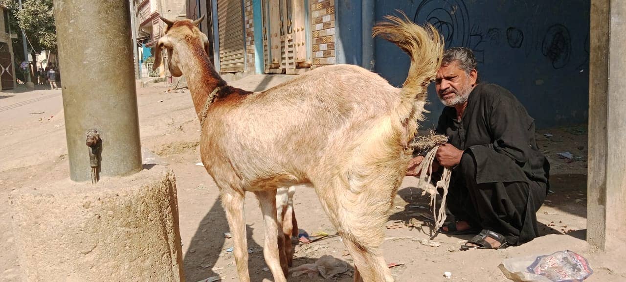 Golabi bakra or Tedi bakri with 1 male kid 4