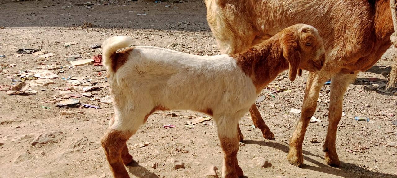 Golabi bakra or Tedi bakri with 1 male kid 5