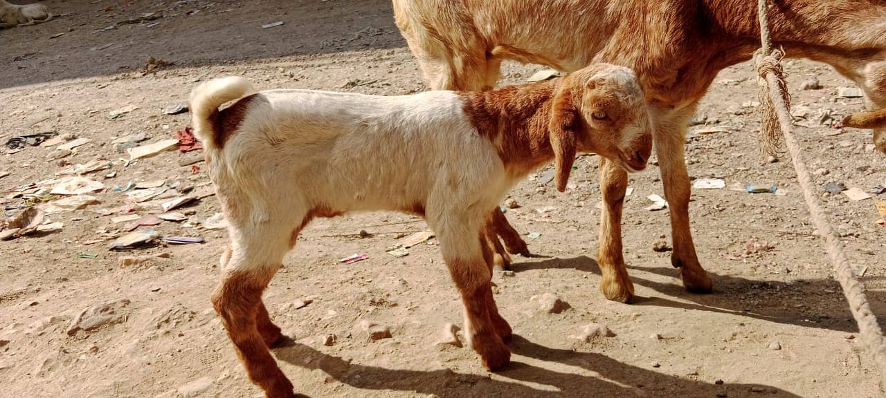 Golabi bakra or Tedi bakri with 1 male kid 6