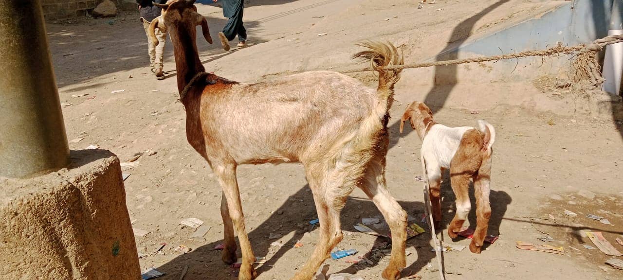 Golabi bakra or Tedi bakri with 1 male kid 7