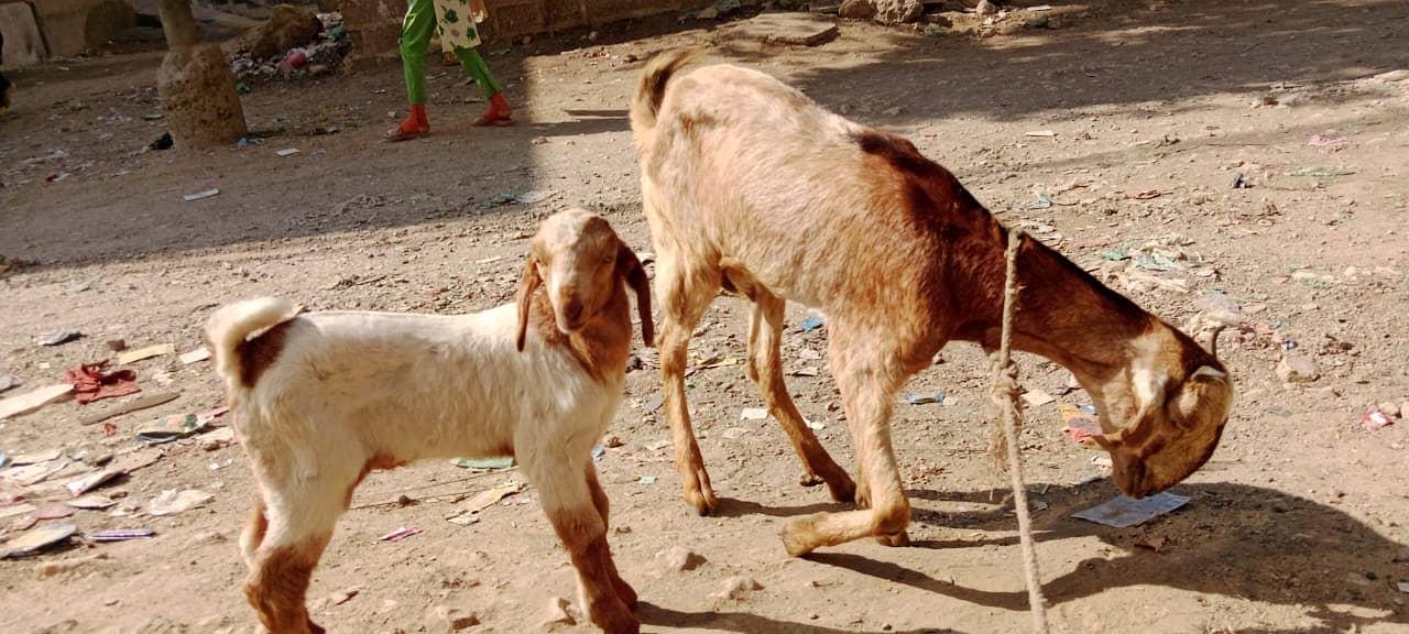 Golabi bakra or Tedi bakri with 1 male kid 8