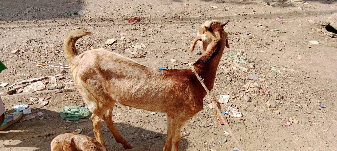 Golabi bakra or Tedi bakri with 1 male kid 9