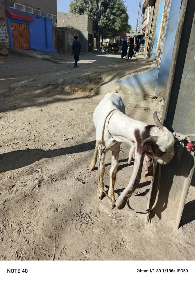 Golabi bakra or Tedi bakri with 1 male kid 10