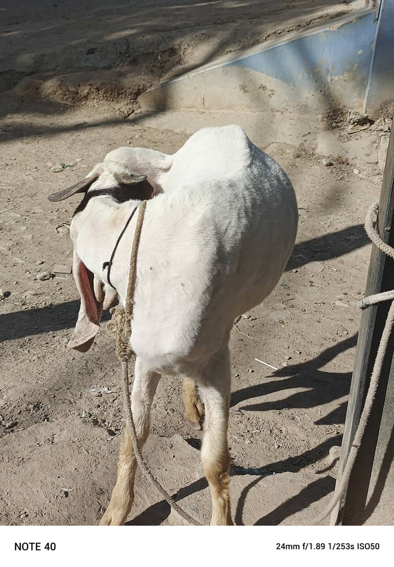 Golabi bakra or Tedi bakri with 1 male kid 11