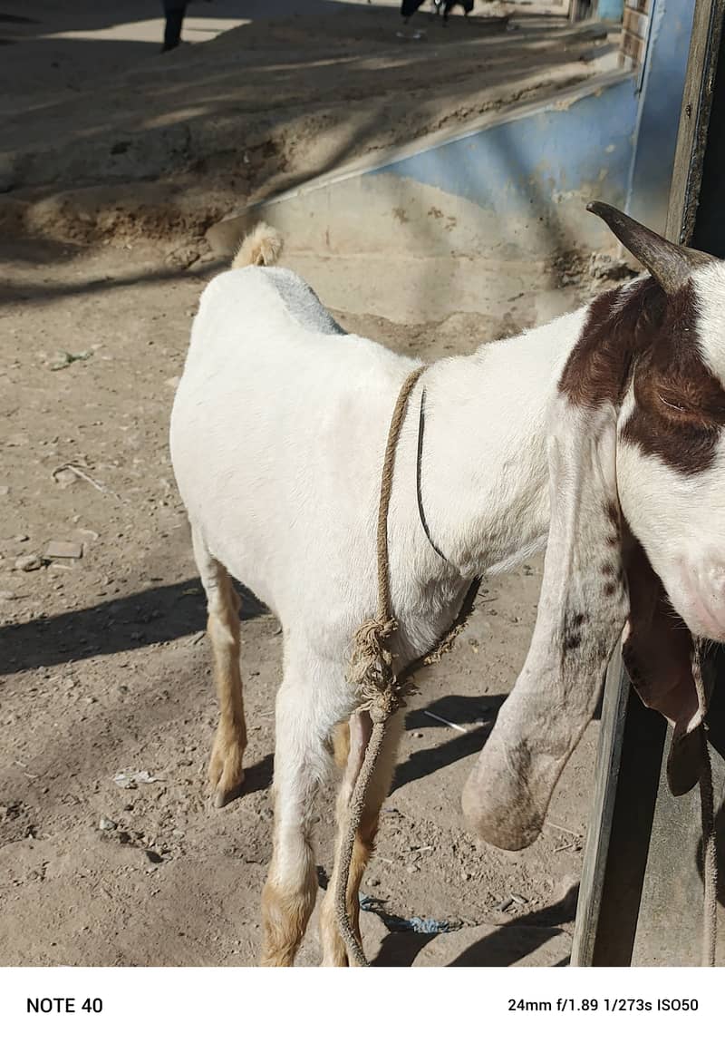 Golabi bakra or Tedi bakri with 1 male kid 12