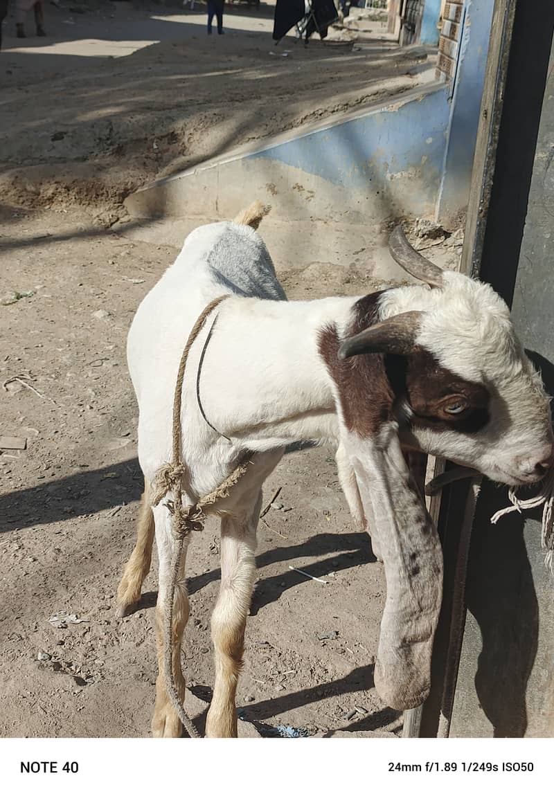 Golabi bakra or Tedi bakri with 1 male kid 13