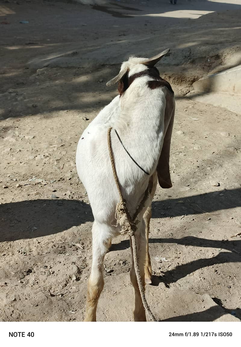 Golabi bakra or Tedi bakri with 1 male kid 14