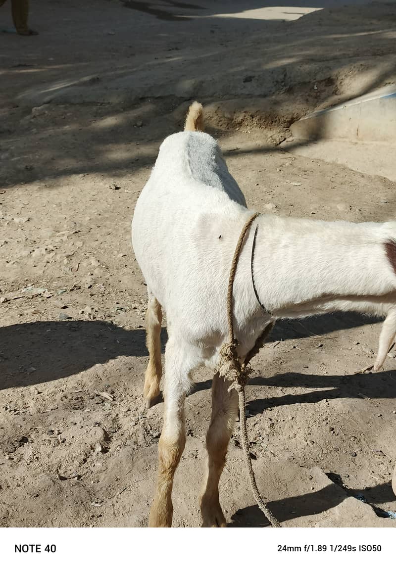 Golabi bakra or Tedi bakri with 1 male kid 15