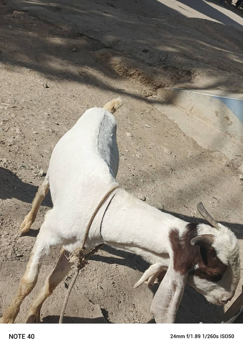 Golabi bakra or Tedi bakri with 1 male kid 16