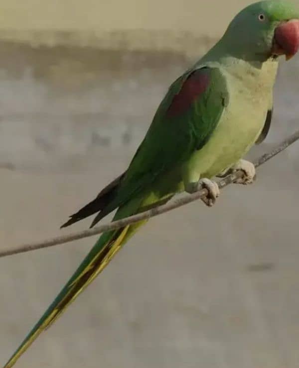 Talking Raw female parrot available for sale. 0