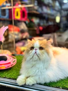 Male cat Persian Stud Service Purebreed mating male peke peki piki